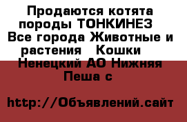 Продаются котята породы ТОНКИНЕЗ - Все города Животные и растения » Кошки   . Ненецкий АО,Нижняя Пеша с.